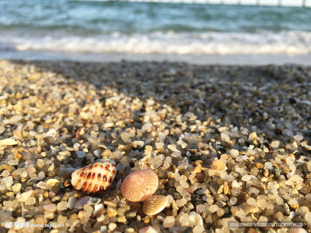 海灘上的多彩貝殼