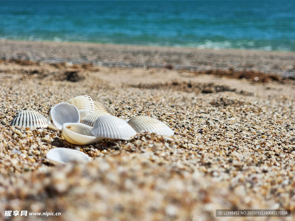 沙灘上散落的美麗貝殼