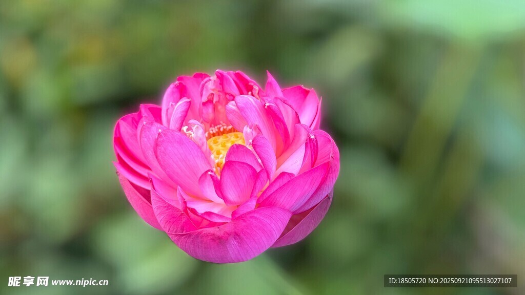 嬌艷盛開的粉色花朵