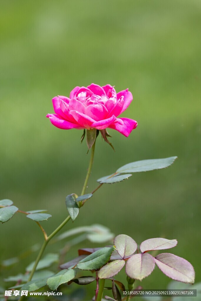 嬌艷綻放的粉色月季花