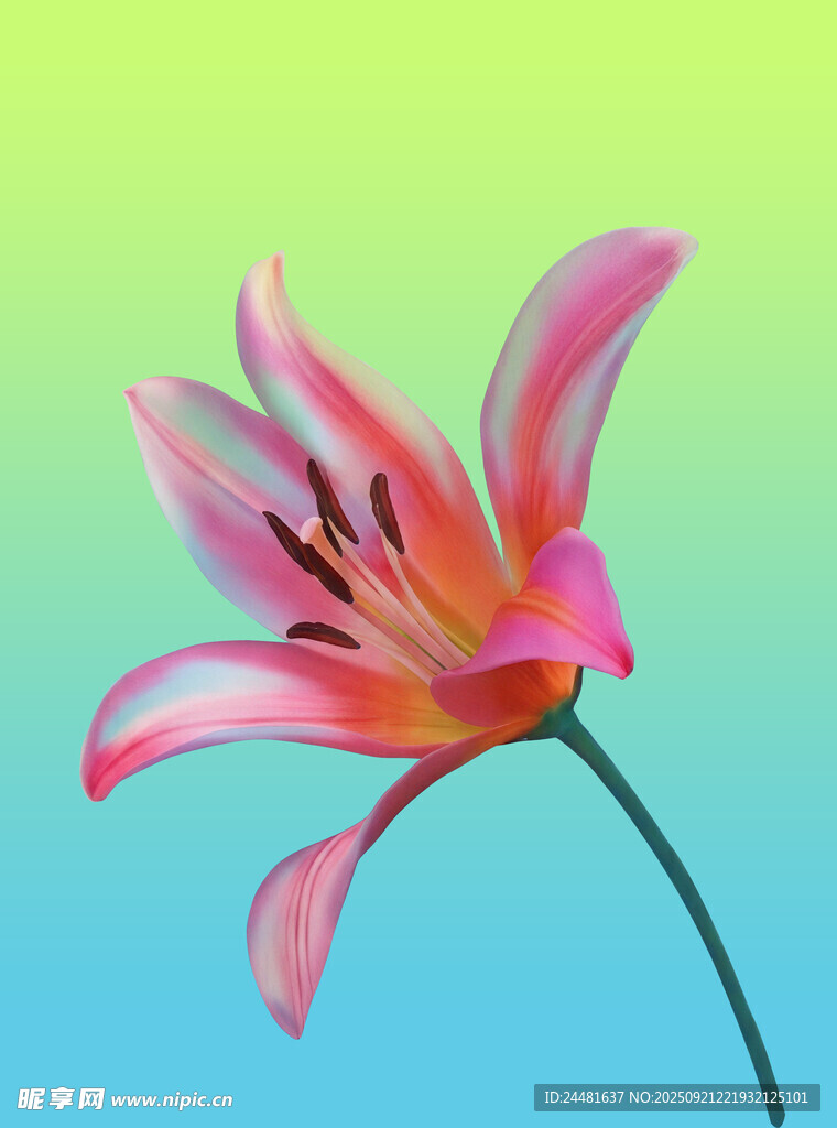 粉色百合花特寫