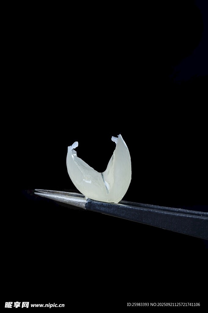 雪燕
