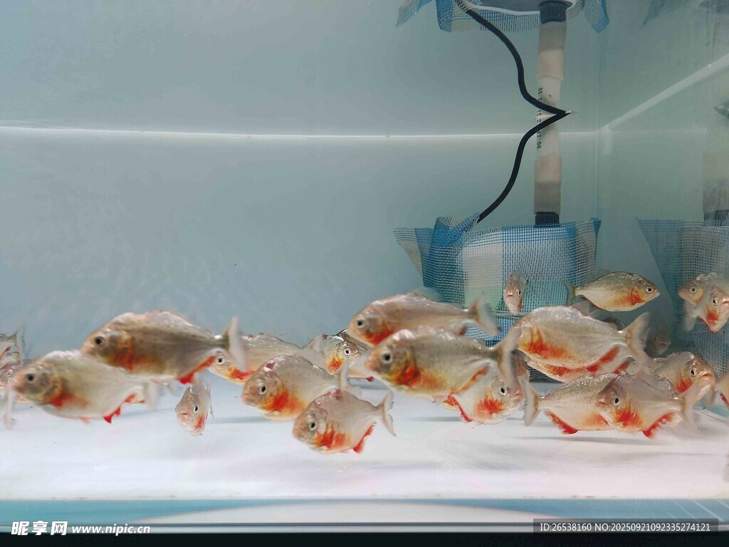 魚缸中的群游觀賞魚 水虎魚