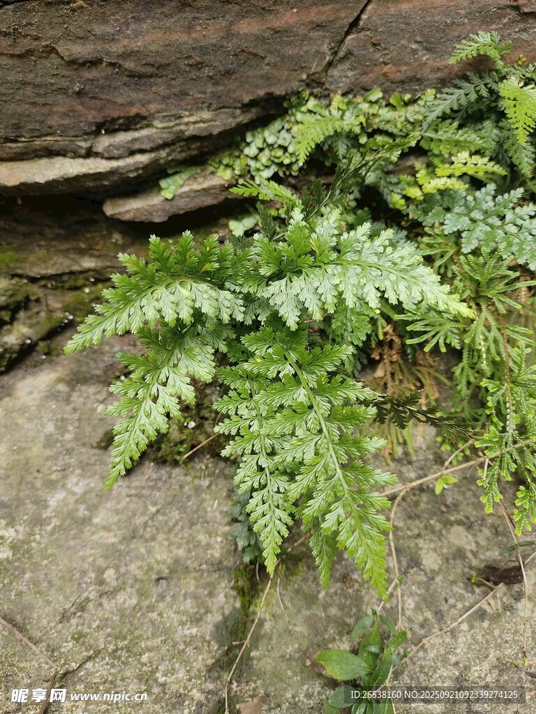 石縫中的翠綠蕨類植物