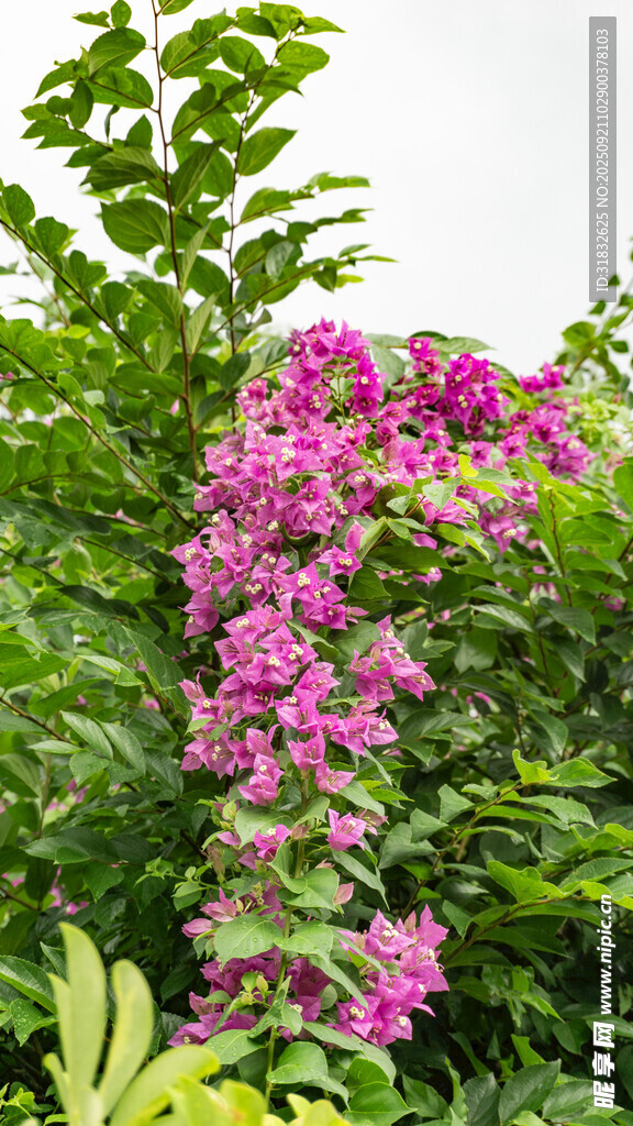綻放的粉色藤蔓花卉