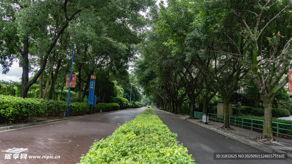林蔭夾道的靜謐道路