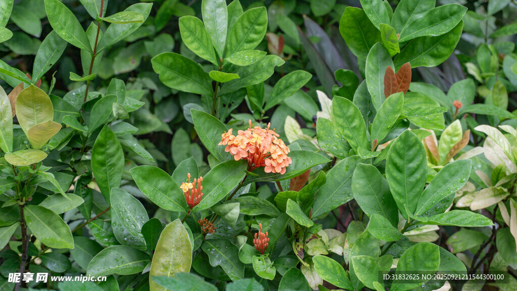 綠葉叢中的橙紅色花朵