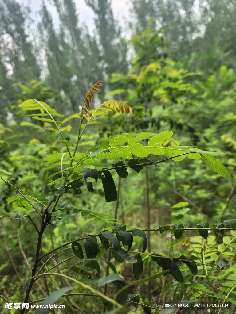 茂密叢林中的繁茂綠植