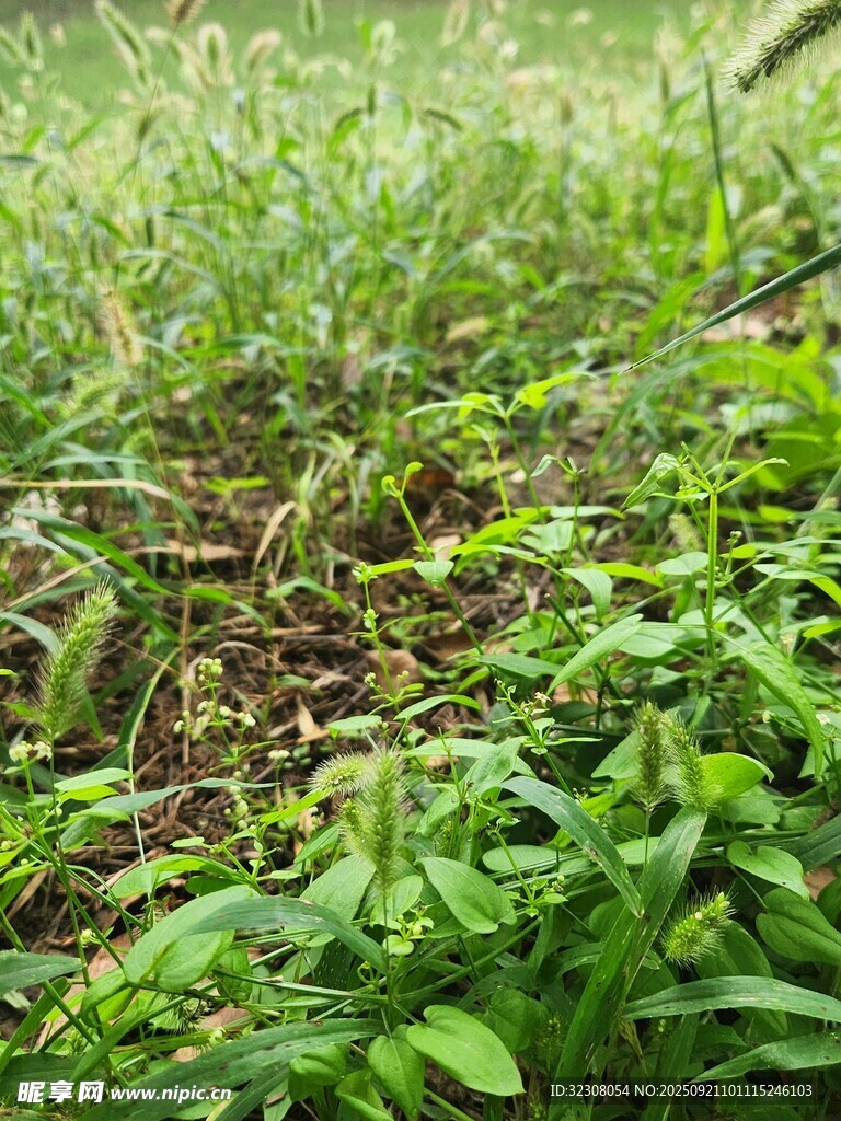 綠意盎然的草地植物景觀