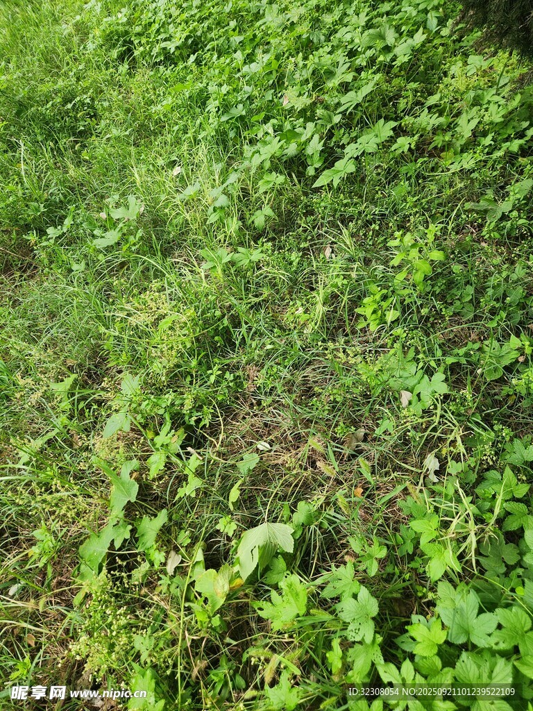 綠意盎然的草地植物景觀