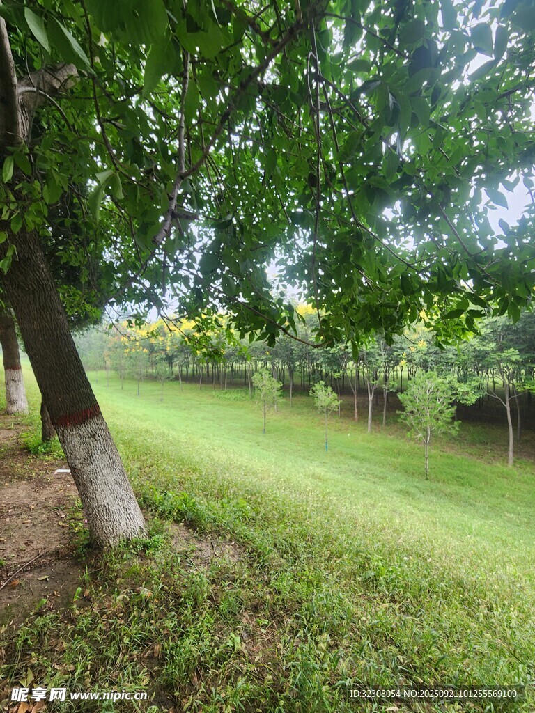 綠蔭下的靜謐草地風光