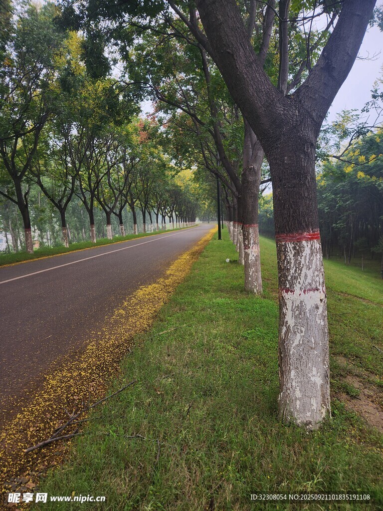 秋日林蔭道風(fēng)景