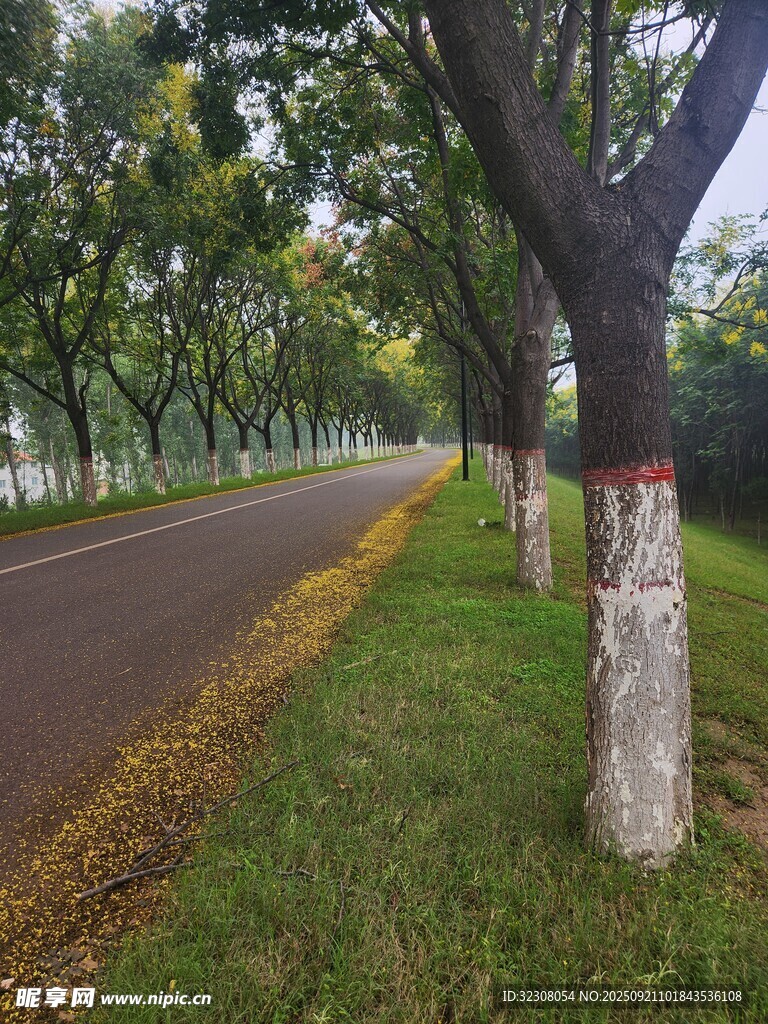 秋日林蔭道美景
