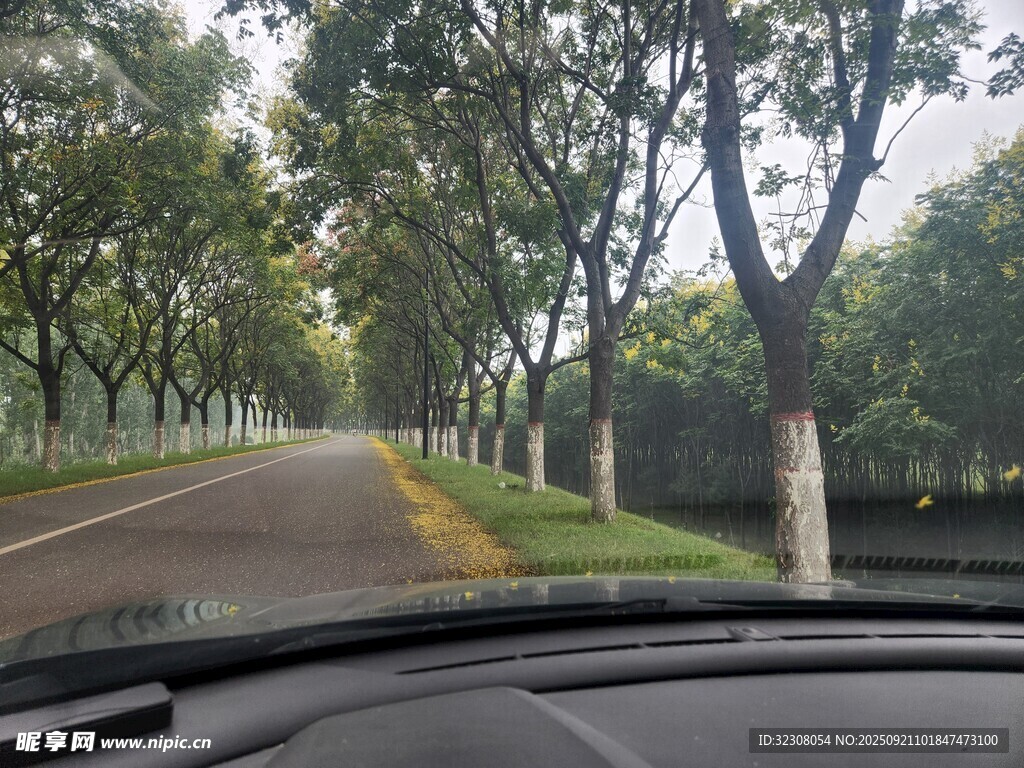 車內(nèi)視角的林蔭道路