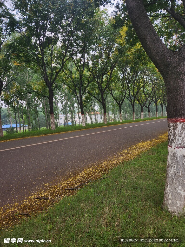 林蔭道路