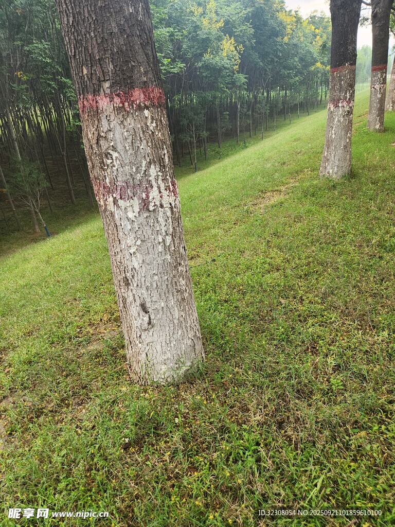 河邊草地中的樹木