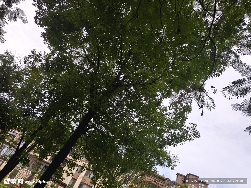 綠樹成蔭下的城市景象