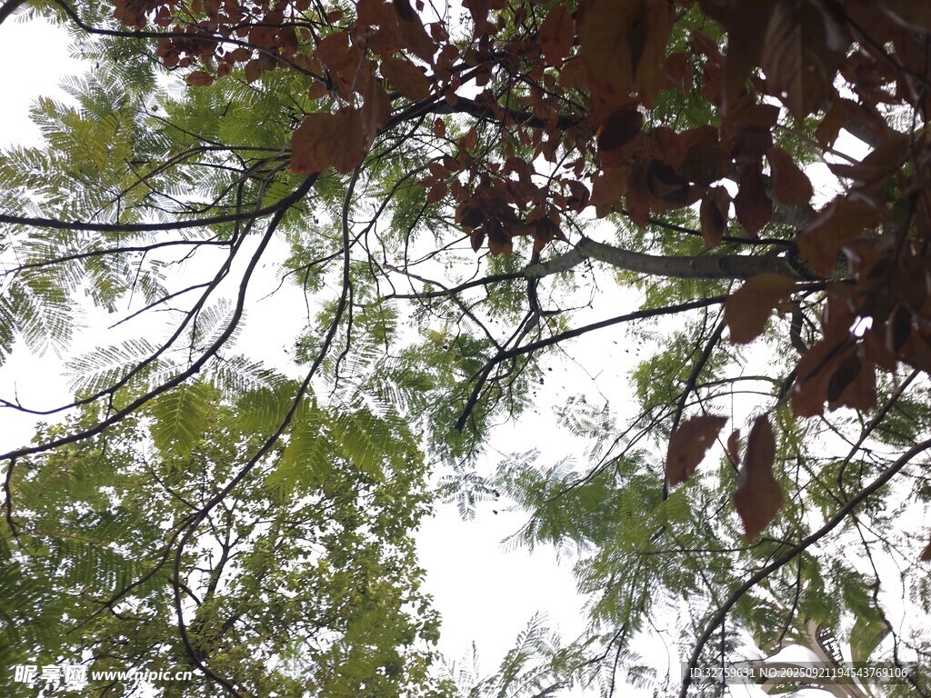 枝葉繁茂的樹木景觀