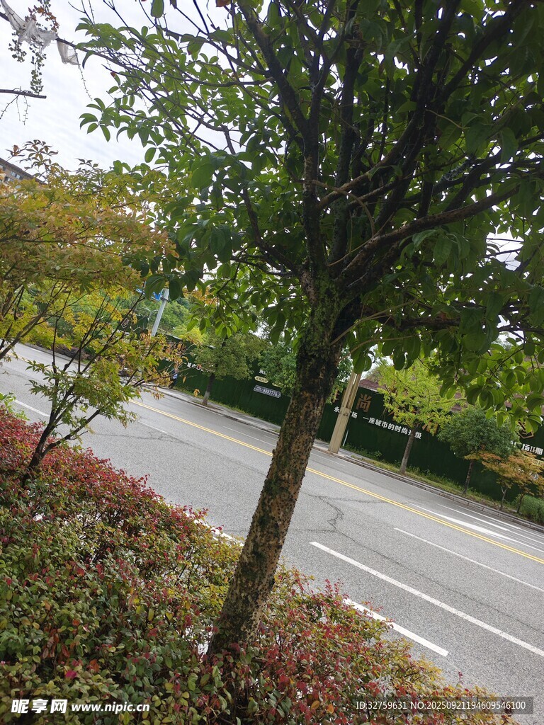 路邊綠樹與灌木叢景觀