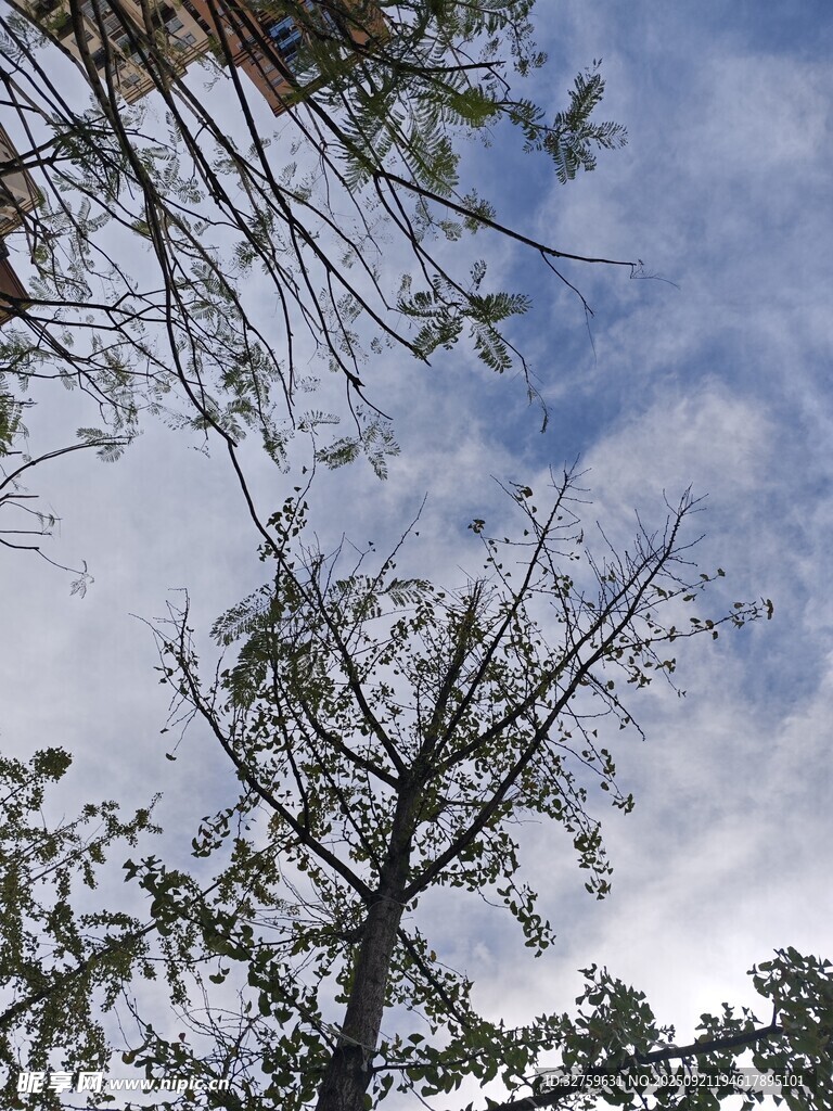 仰視天空下的樹木枝丫