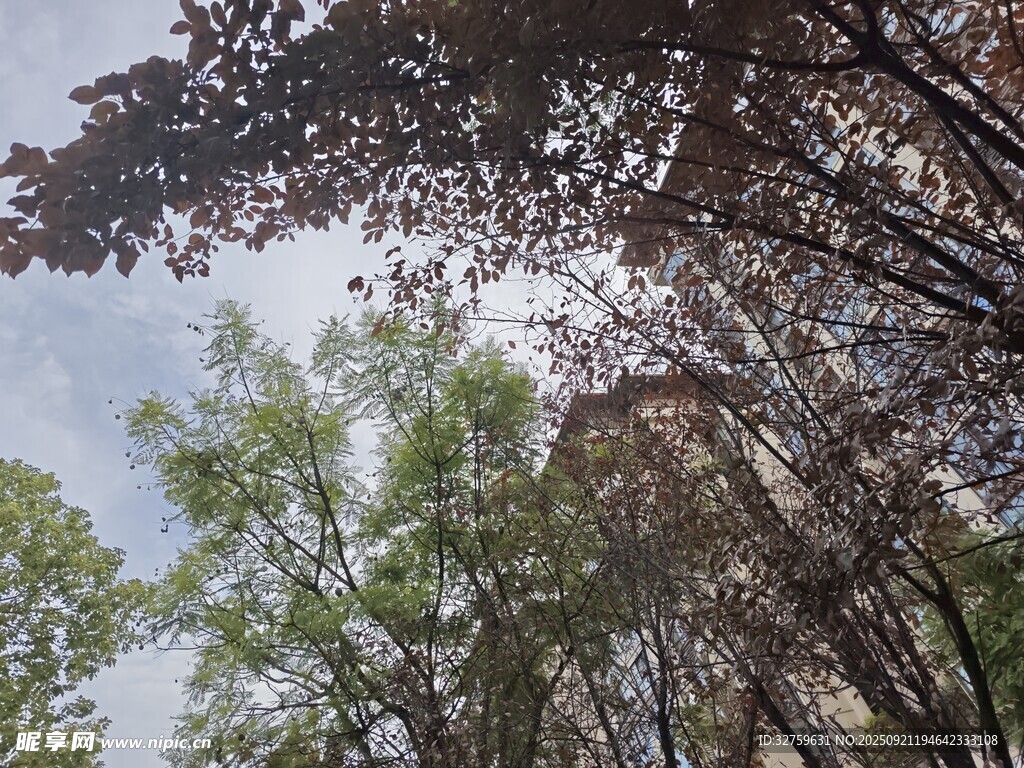 仰視繁茂樹木枝葉景觀