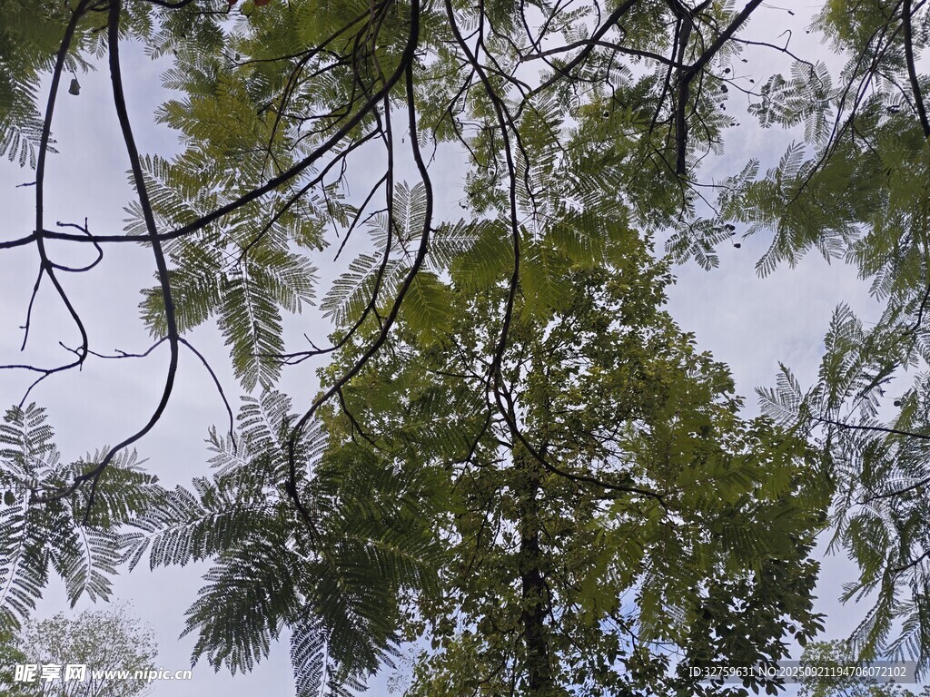 仰視茂密枝葉的綠樹