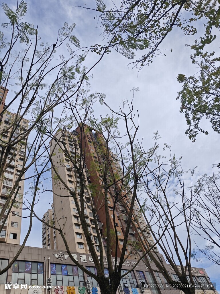 高樓間的光禿樹木景觀