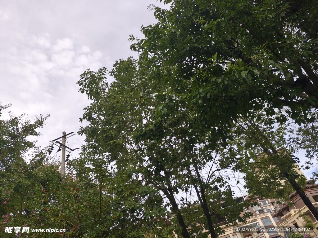 綠樹成蔭的戶外景觀