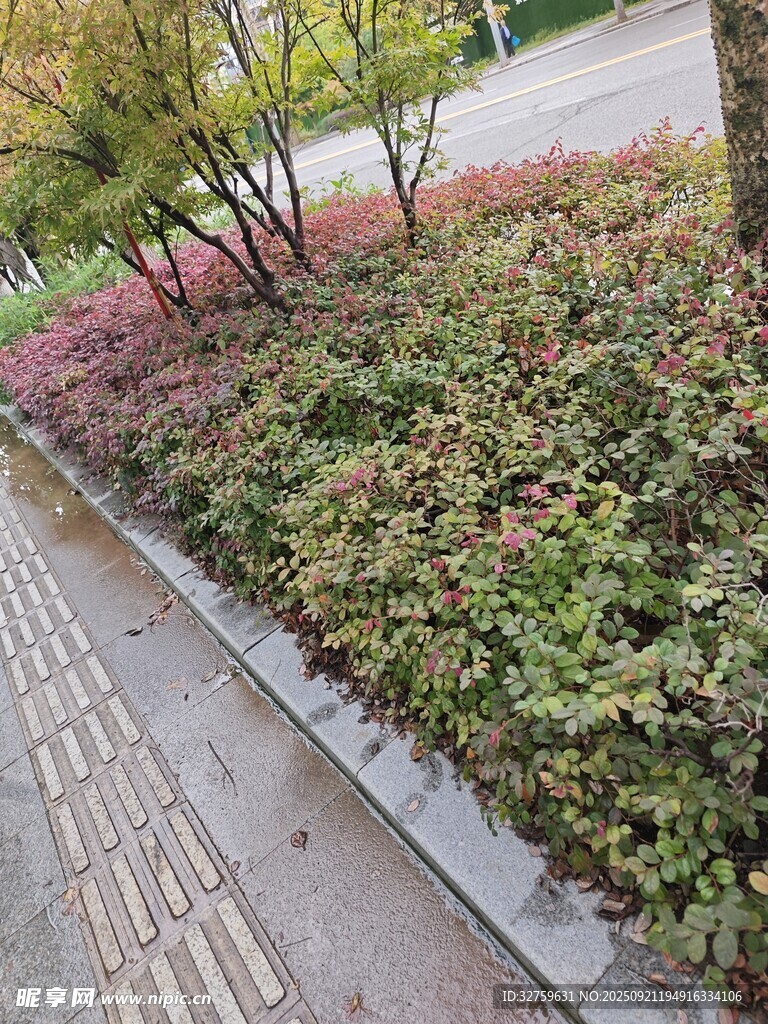 路邊多彩綠植景觀