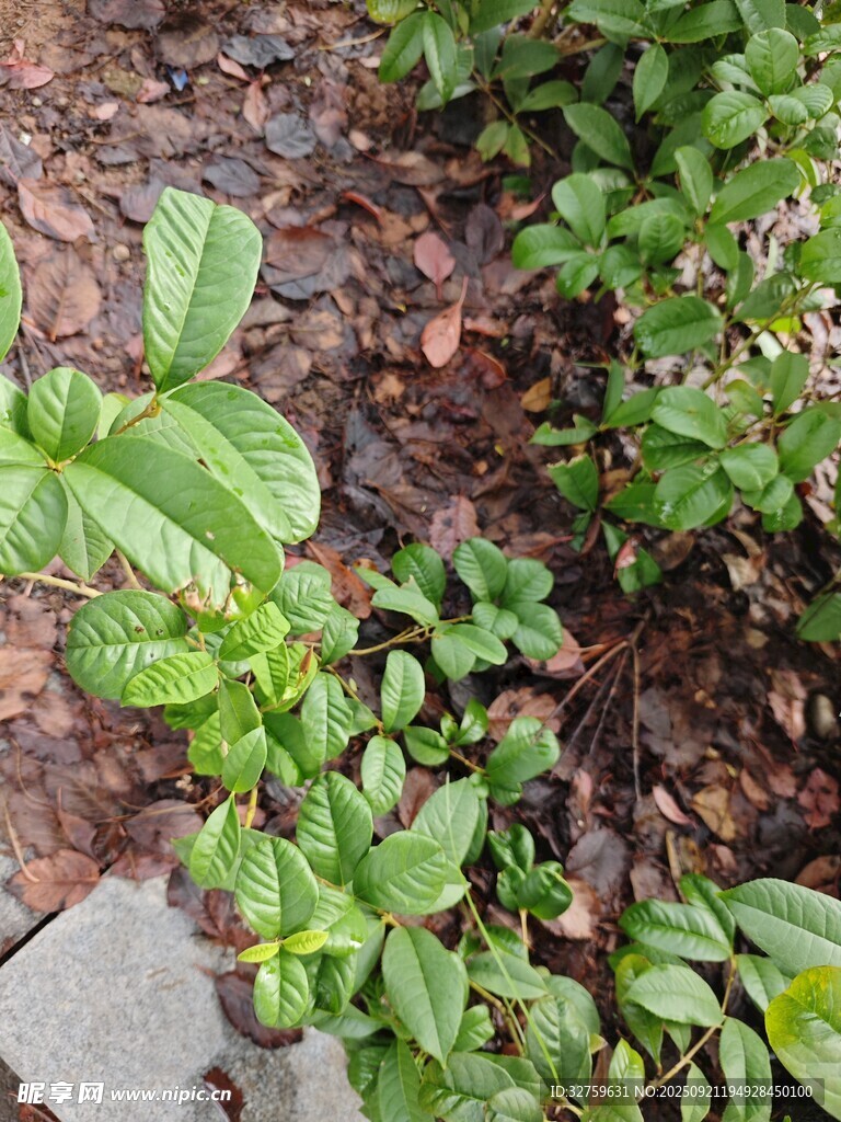 地面綠植景觀