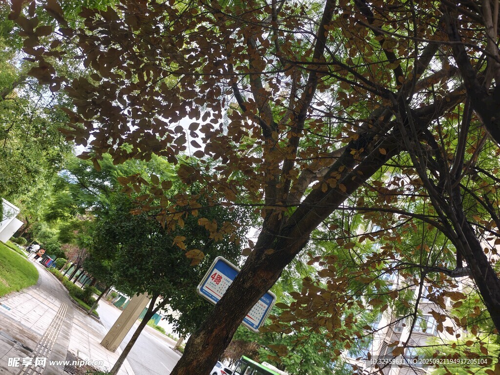 街道旁枝葉繁茂的大樹