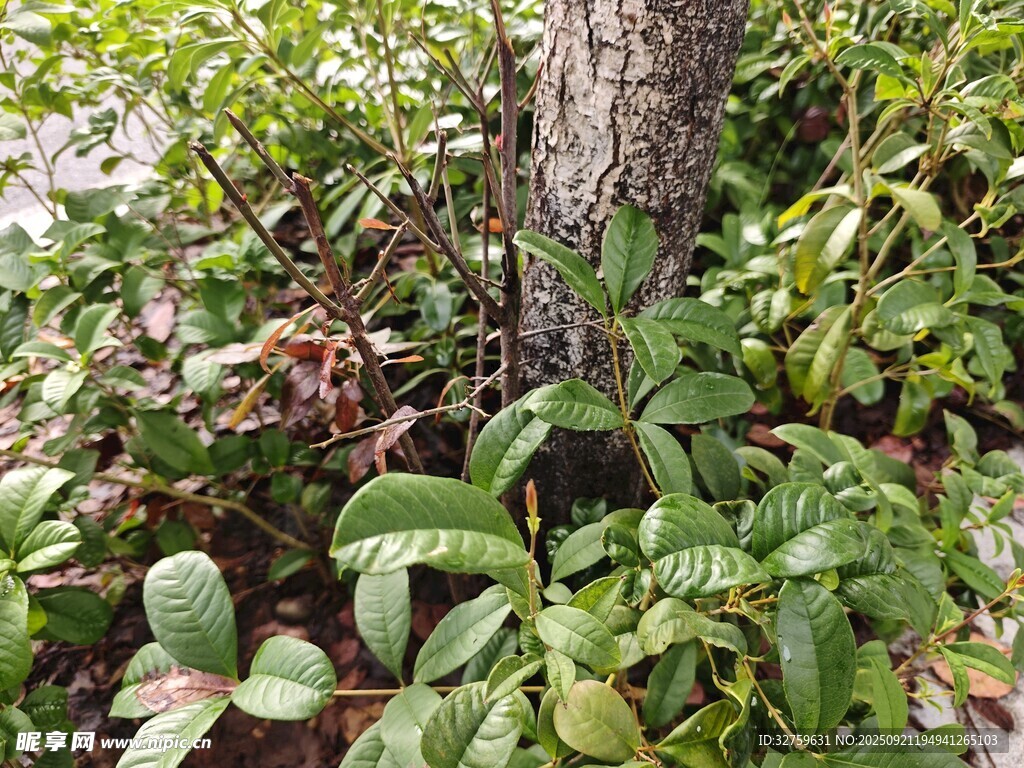 樹下繁茂綠植景觀