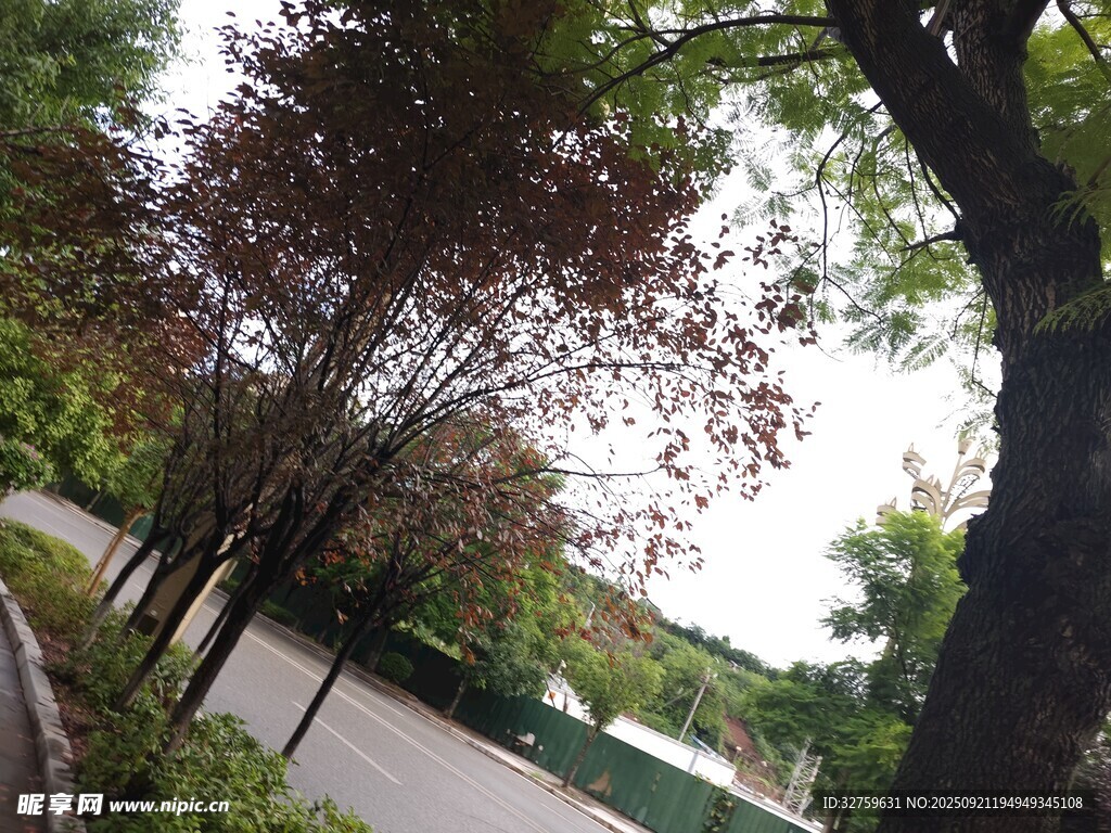 路邊綠樹成蔭的景致