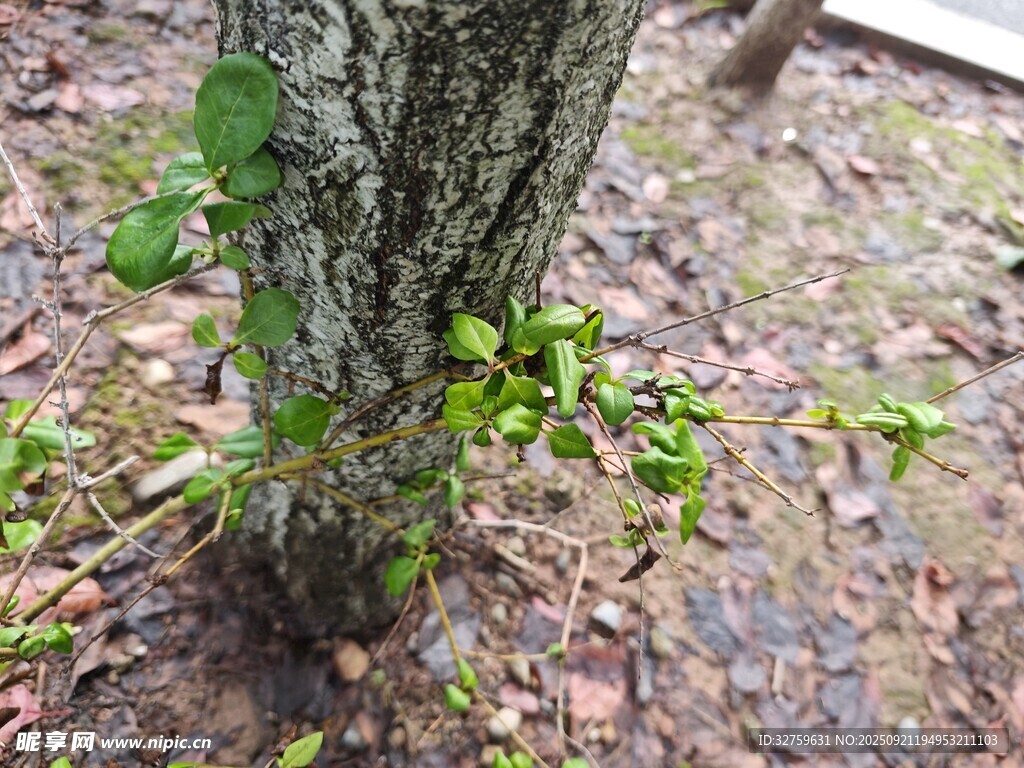 樹干旁生長的嫩綠植物