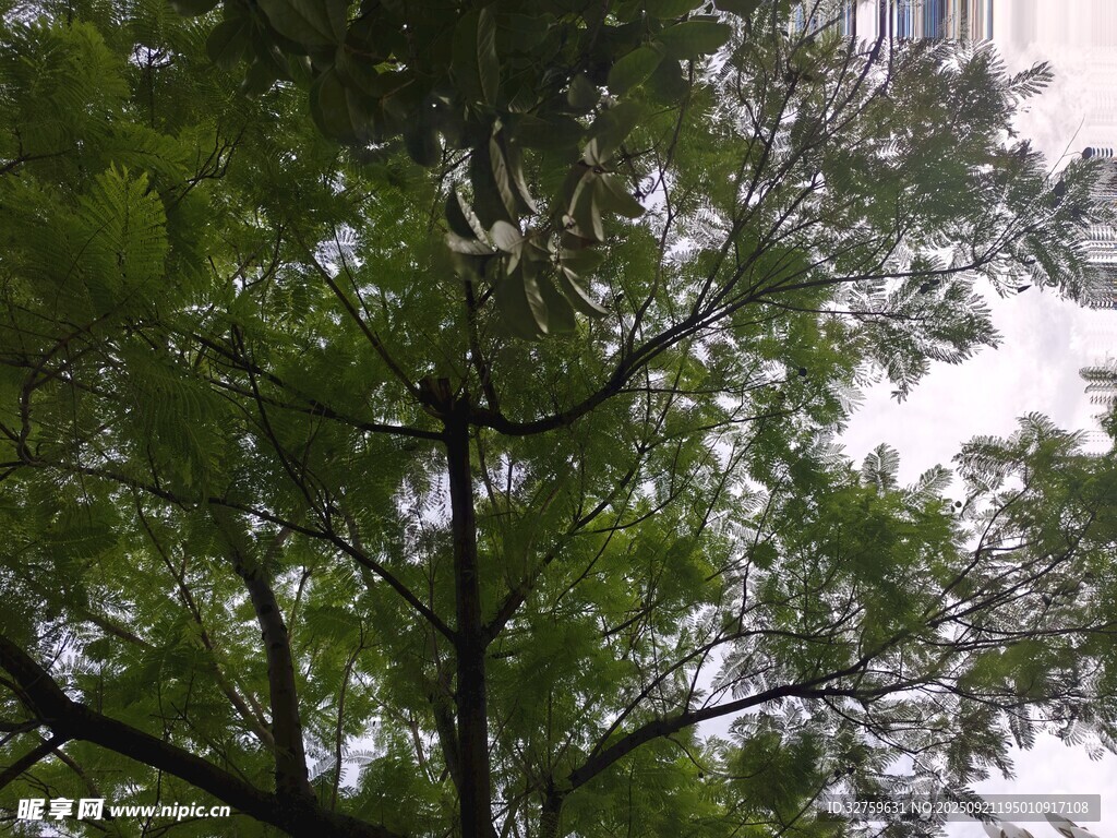 繁茂綠樹與天空交相輝映