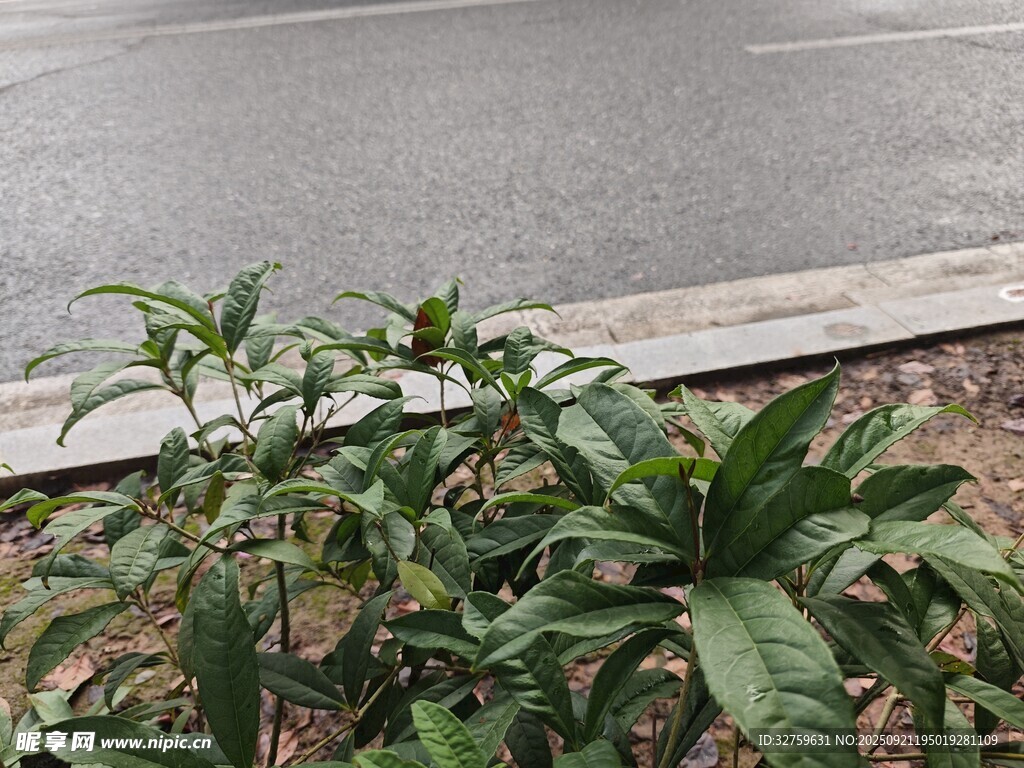 路邊綠植特寫