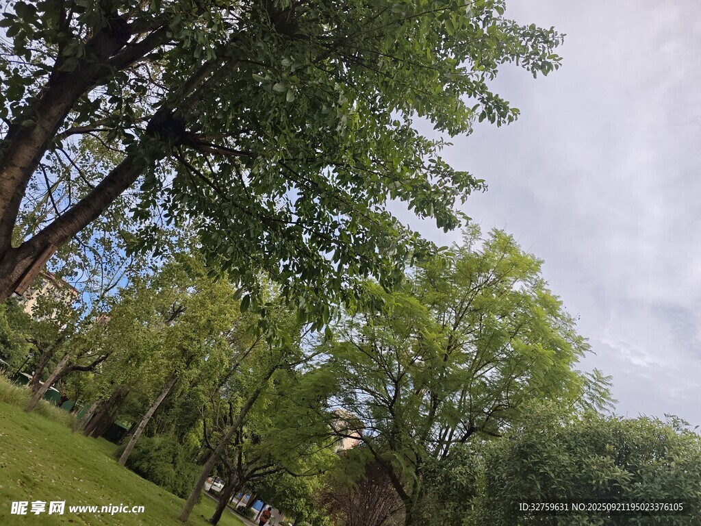 公園綠樹藍天美景