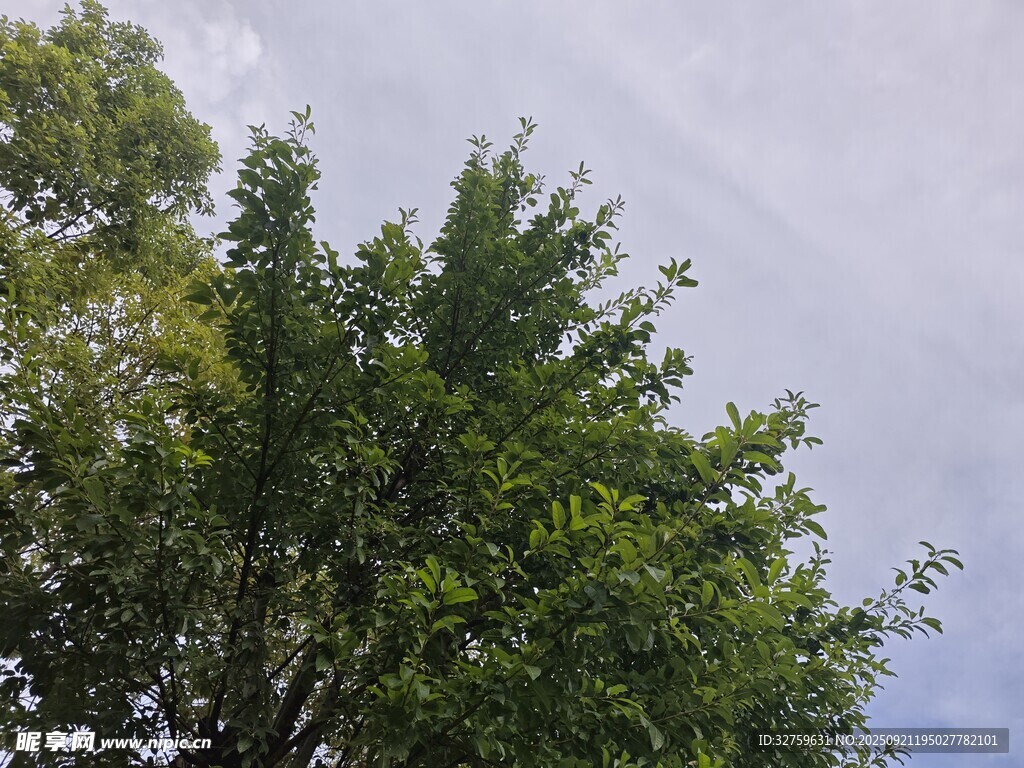 綠樹藍天的清新景致