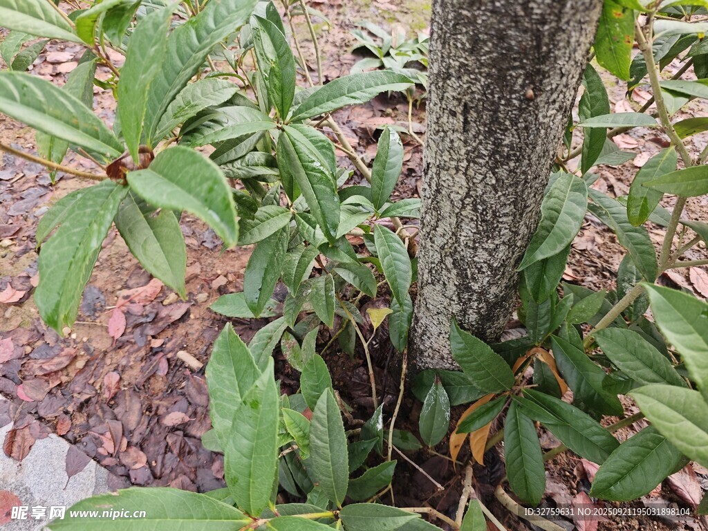 樹下綠植生機(jī)勃勃
