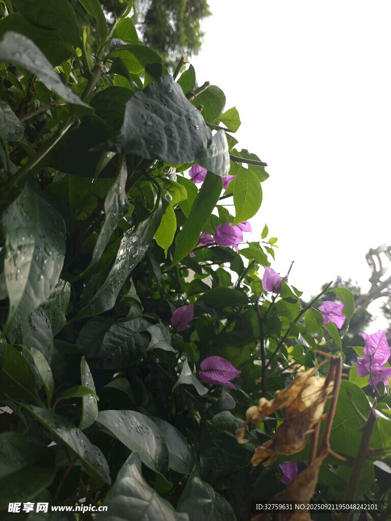 綠葉叢中綻放的紫色花朵