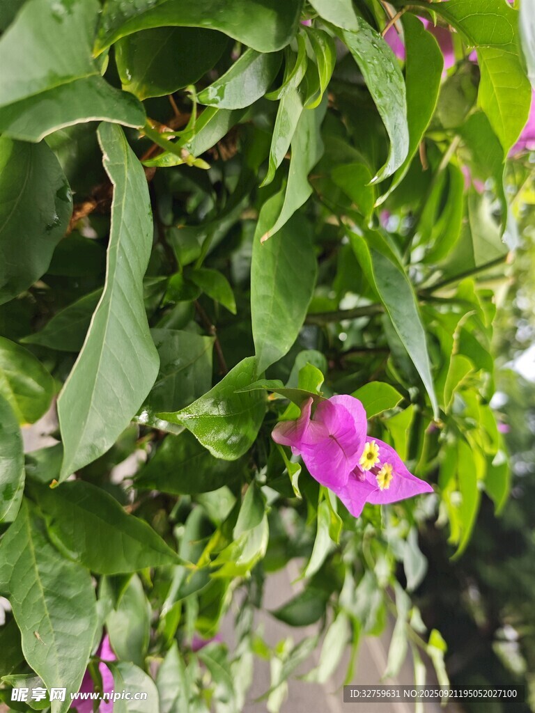 綠葉間綻放的嬌艷紫花