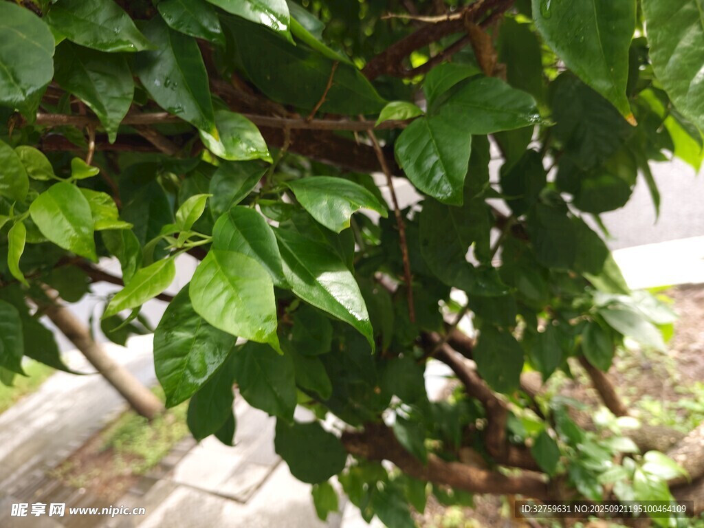 綠葉繁茂的攀緣植物