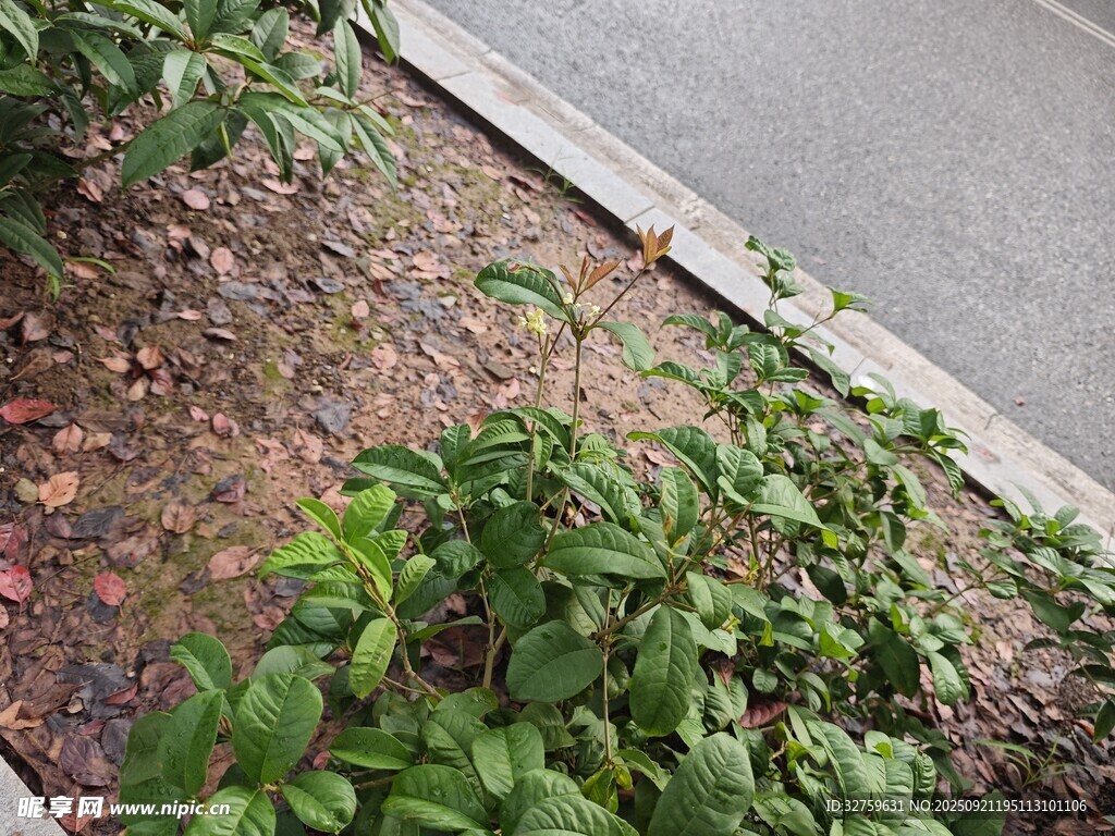 路邊綠植特寫