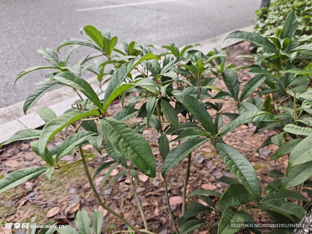 田間生長的綠色植物