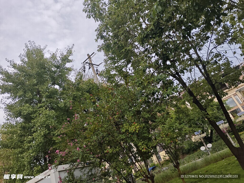 戶外綠樹成蔭的清新場景