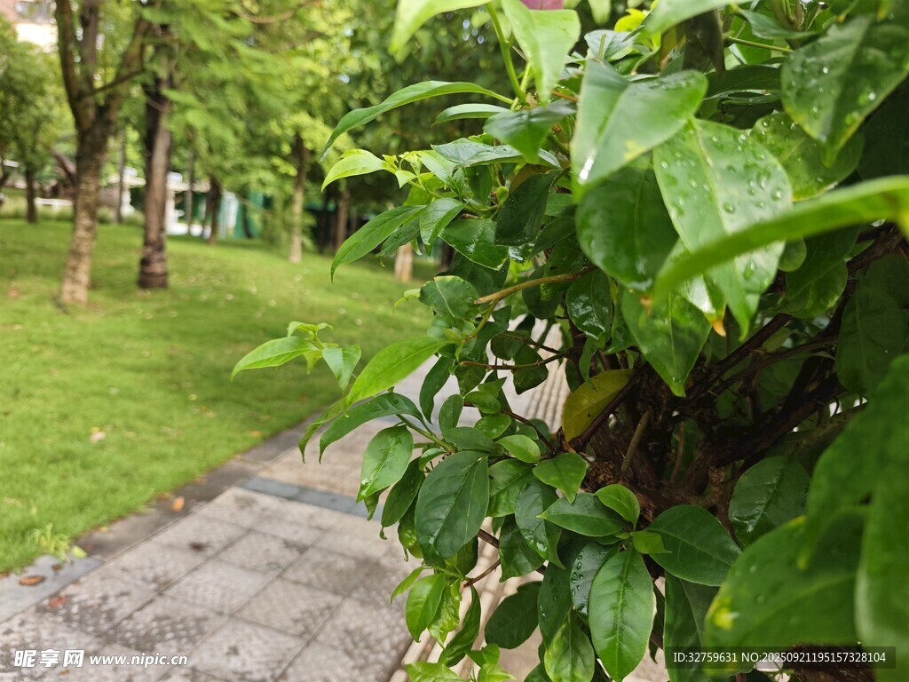 綠意盎然的公園小徑