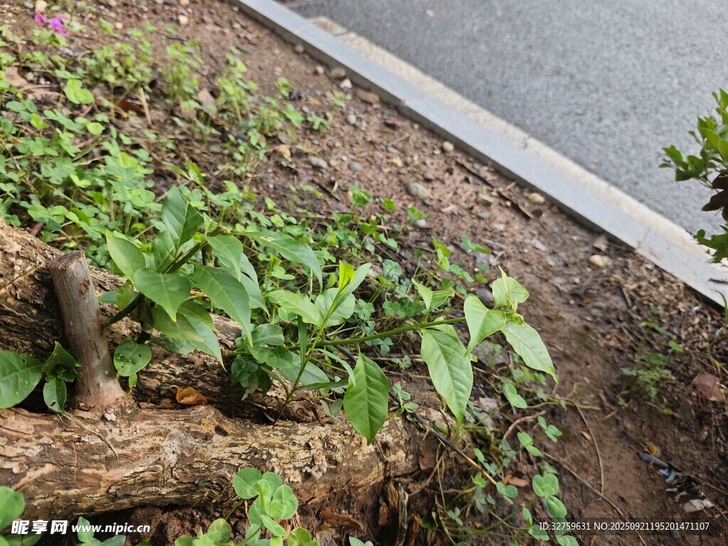 路邊樹根旁的嫩綠植物
