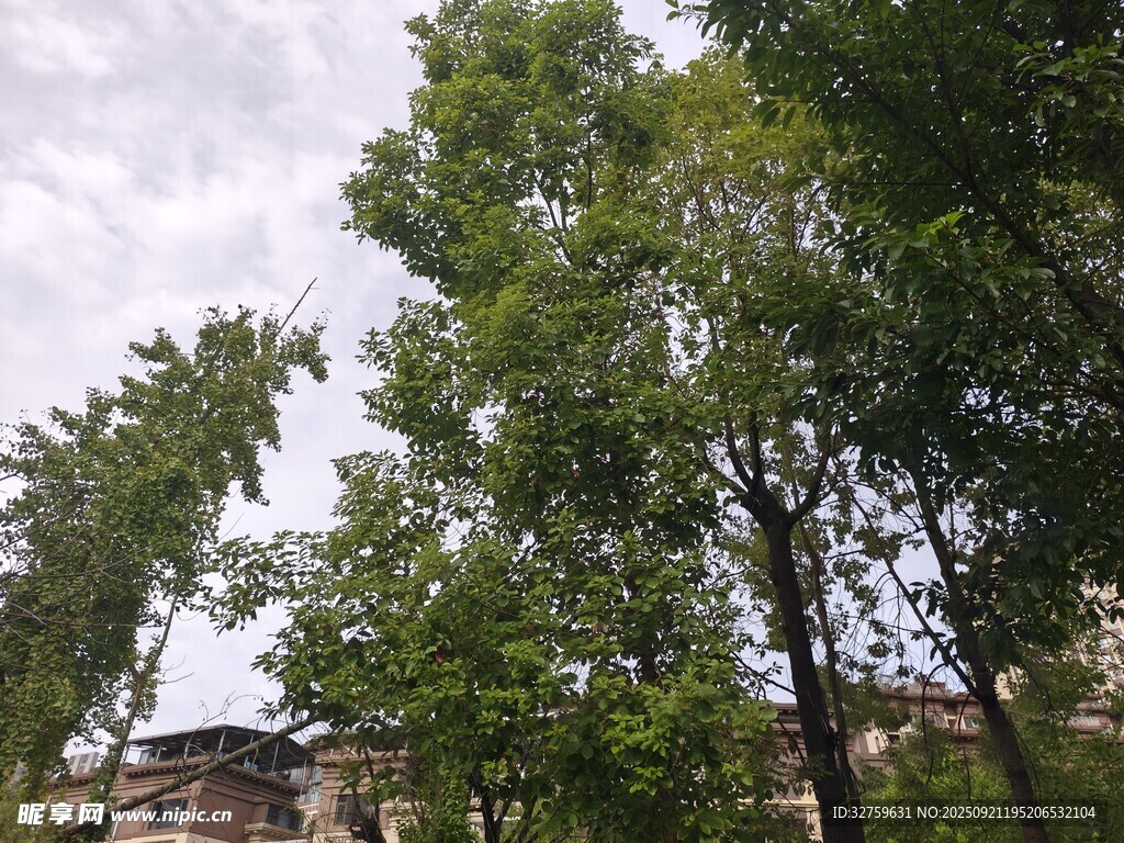 綠樹掩映下的建筑一角