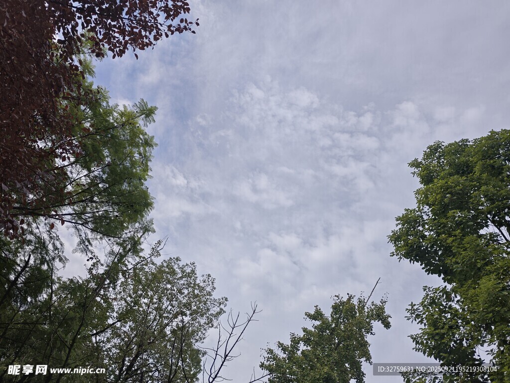 林間天空的云朵景觀