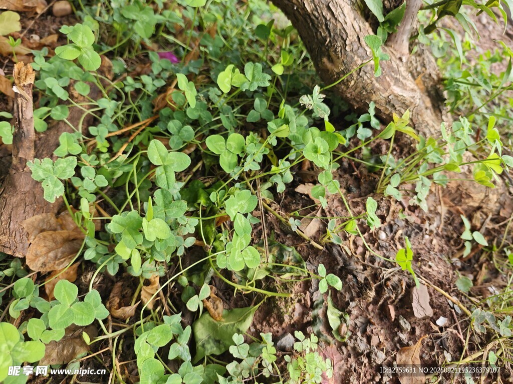 樹下繁茂綠植景觀